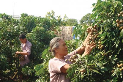 Nhãn tiến vua - đặc sản Hưng Yên